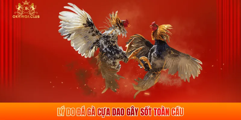 Lý do đá gà cựa dao gây sốt toàn cầu